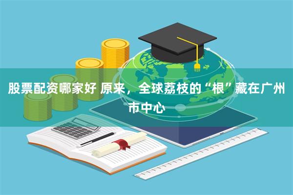 股票配资哪家好 原来，全球荔枝的“根”藏在广州市中心