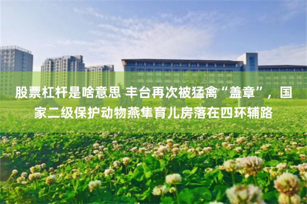 股票杠杆是啥意思 丰台再次被猛禽“盖章”，国家二级保护动物燕隼育儿房落在四环辅路